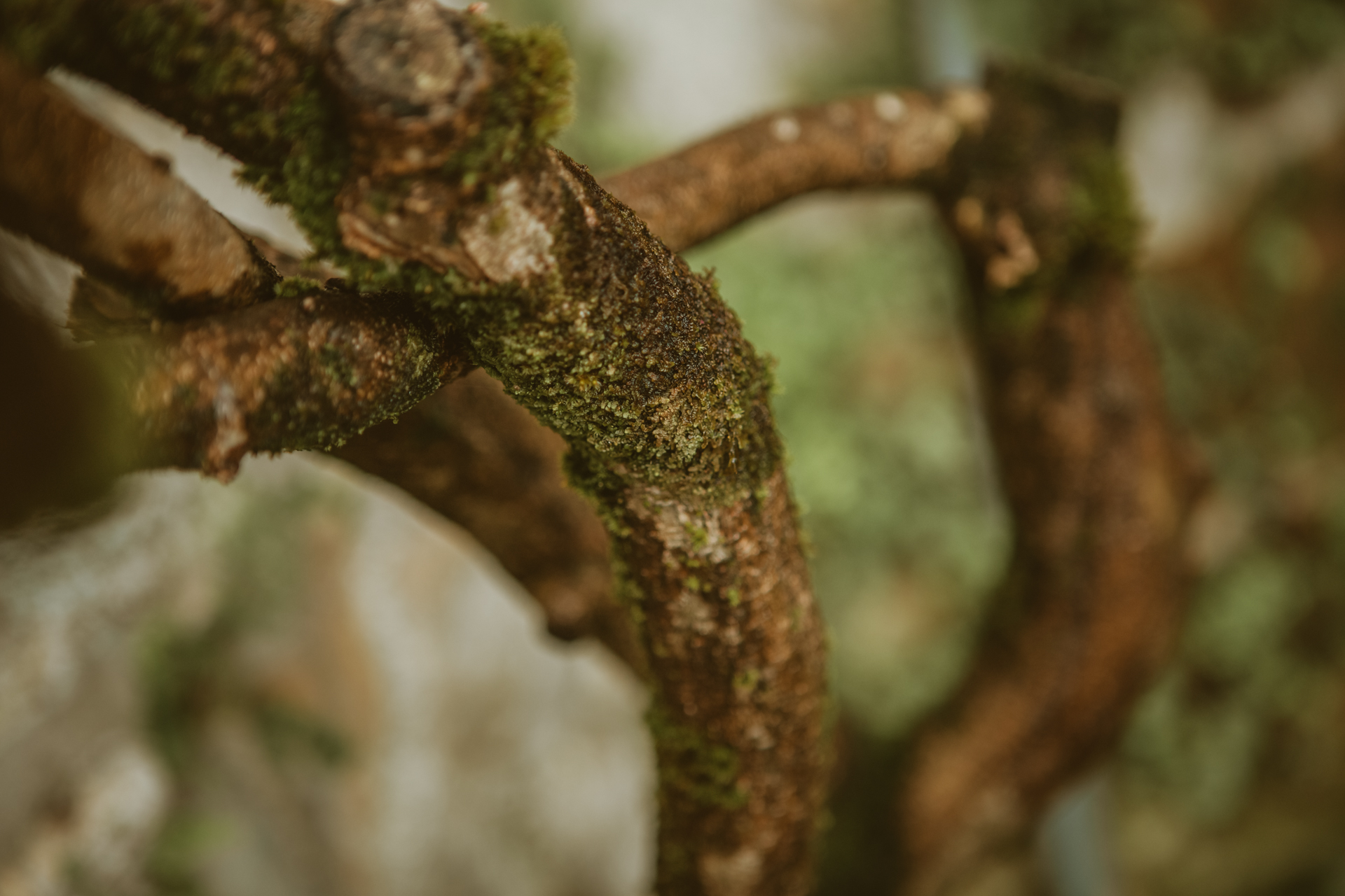 Boda finca machoenia , fotografo de bodas donostia