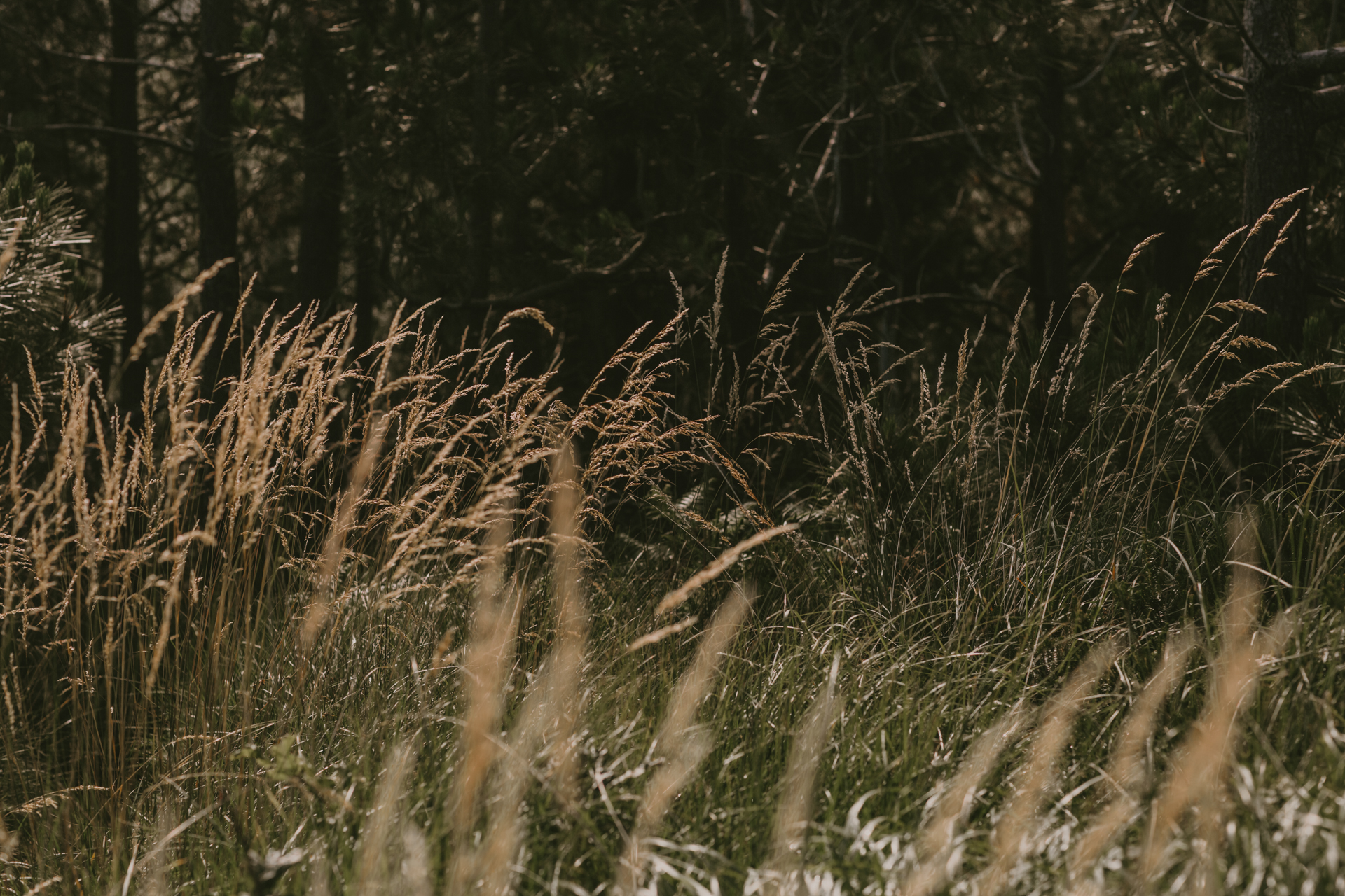 fotografo_boda_donostia_vasver_preboda_destination_wedding_basque_country